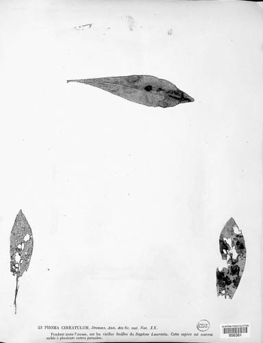 Phoma cirratula image